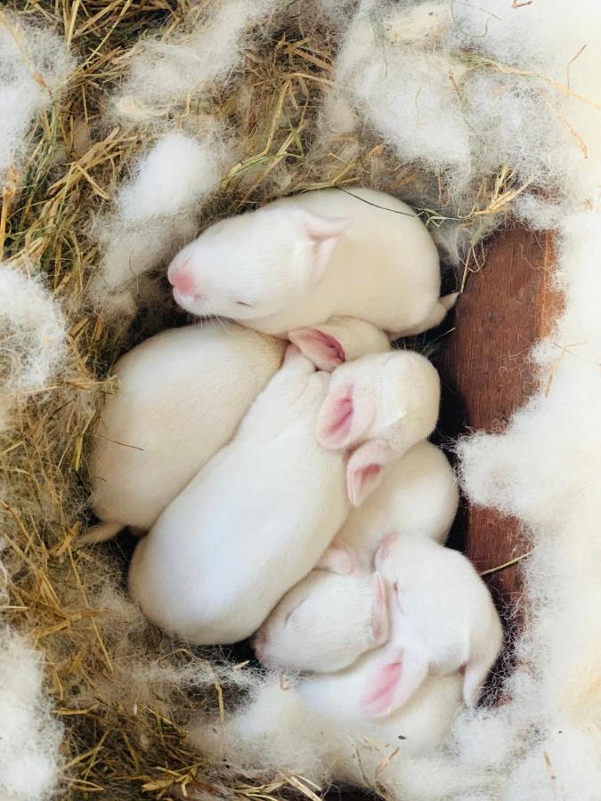 Eco Farm Βίλα Μπανγκαλόρ Εξωτερικό φωτογραφία