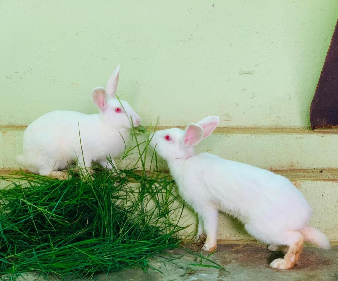 Eco Farm Βίλα Μπανγκαλόρ Εξωτερικό φωτογραφία