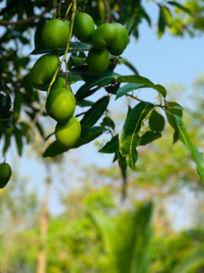 Eco Farm Βίλα Μπανγκαλόρ Εξωτερικό φωτογραφία