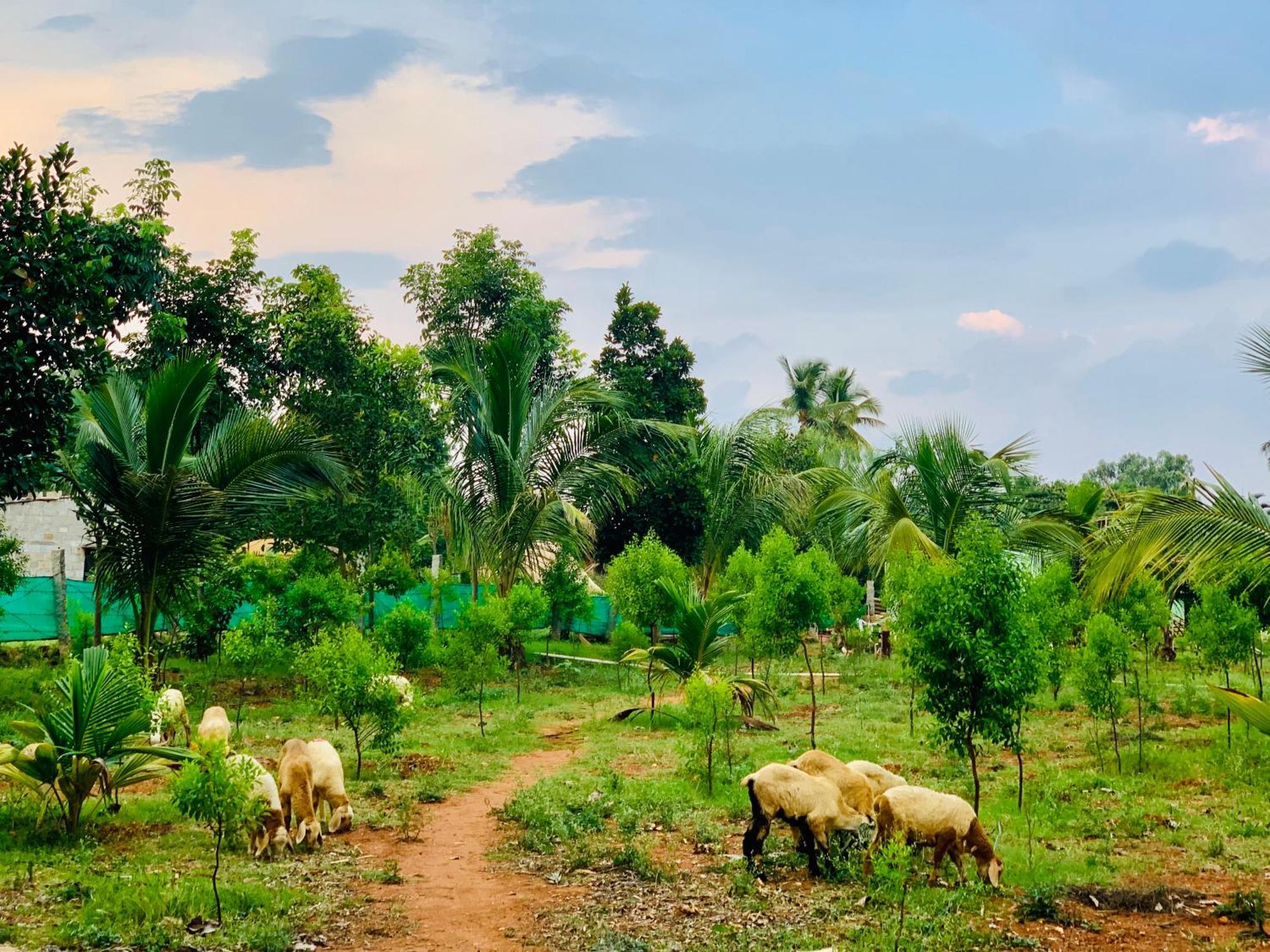 Eco Farm Βίλα Μπανγκαλόρ Εξωτερικό φωτογραφία